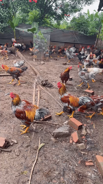 Gà Bến Tre 85k/kg. Mua bán Gà tại Thành phố Dĩ An Bình Dương được đăng bởi Vu Tho hình 1