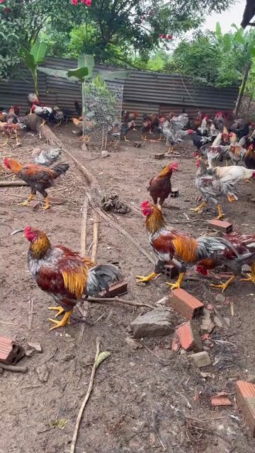 Gà Bến Tre 85k/kg. Mua bán Gà tại Thành phố Dĩ An Bình Dương được đăng bởi Vu Tho hình 1