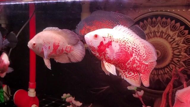 Tai tượng. Mua bán Thú cưng khác tại Quận Phú Nhuận Tp Hồ Chí Minh được đăng bởi Mẫn Ngô hình 1