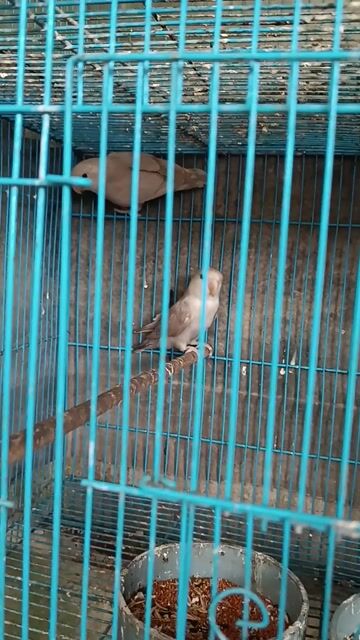 Cặp lovebird 5 tháng, ko viền. Mua bán Chim tại Thị xã Tân Uyên Bình Dương được đăng bởi Vinh hình 1