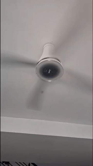 Quạt trần Mitsubishi 4 cánh, quạt trần giá rẻ. Mua bán Quạt tại Thành phố Thủ Đức Tp Hồ Chí Minh được đăng bởi Minh Nhã Nguyễn hình 1