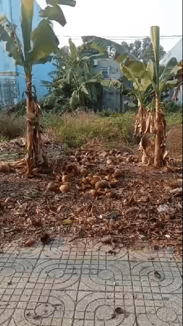 Mua bán Đất Huyện Chơn Thành Bình Phước diện tích 100 m² giá 1,05 tỷ