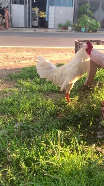 Gà trống 2.5kg trắng hư mắt. Mua bán Gà tại Thành phố Cao Lãnh Đồng Tháp được đăng bởi Trần Minh Hà hình 1