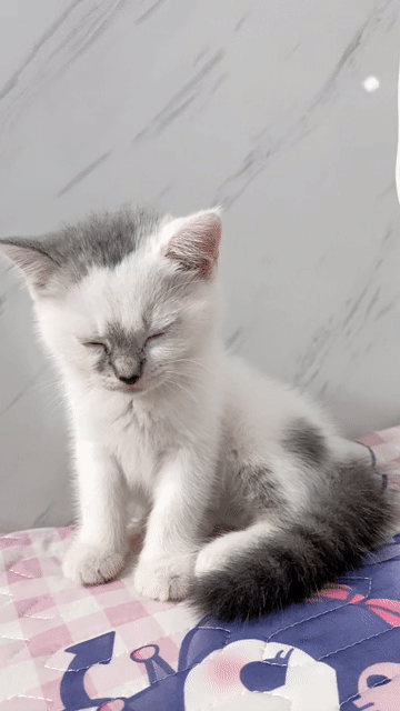 Mèo ALN Trắng Thân thiện Đã sổ giun. Mua bán Mèo tại Quận Thanh Khê Đà Nẵng được đăng bởi Dung hình 1
