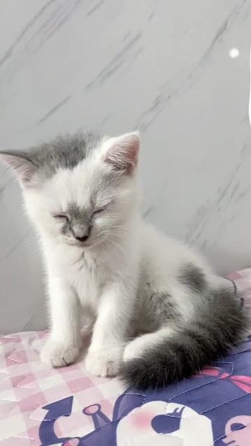 Mèo ALN Trắng Thân thiện Đã sổ giun. Mua bán Mèo tại Quận Thanh Khê Đà Nẵng được đăng bởi Dung hình 1
