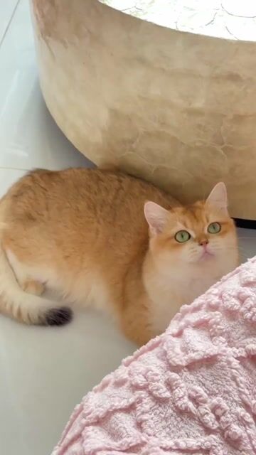 Mèo Anh Lông ngắn Golden cái 1 tuổi. Mua bán Mèo tại Quận 8 Tp Hồ Chí Minh được đăng bởi Camin Nguyen hình 1