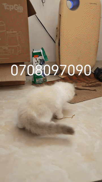 Mèo Ragdoll đực 65 ngày tuổi. Mua bán Mèo tại Quận Sơn Trà Đà Nẵng được đăng bởi Rio hình 1