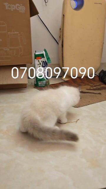Mèo Ragdoll đực 65 ngày tuổi. Mua bán Mèo tại Quận Sơn Trà Đà Nẵng được đăng bởi Rio hình 1
