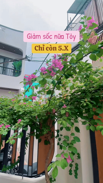 Mua bán Nhà ở Quận Gò Vấp Tp Hồ Chí Minh diện tích 53 m² giá 5,99 tỷ