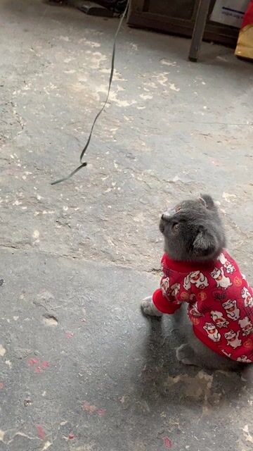 Mèo ALN 5 tháng tuổi Xám. Mua bán Mèo tại Huyện Thanh Oai Hà Nội được đăng bởi hai hình 1