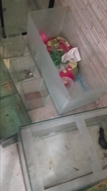 Hồ cá kính. Mua bán Thú cưng khác tại Huyện Cần Giuộc Long An được đăng bởi nhok giang hình 1