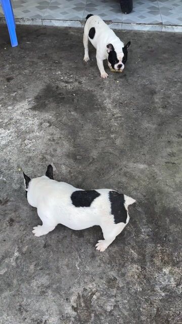 Chó Bull Pháp bò sữa 1 cái 1 đực. Mua bán Chó tại Quận Bình Thuỷ Cần Thơ được đăng bởi Huỳnh Tấn Hưng  hình 1