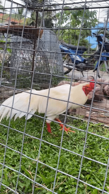 2k8. Mua bán Gà tại Huyện Châu Thành Bến Tre được đăng bởi Hoang Nguyen hình 1