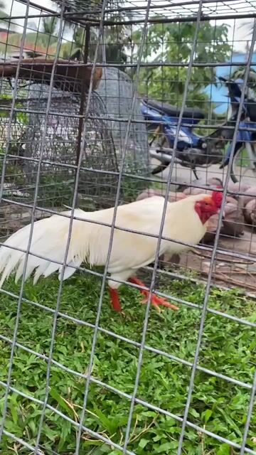 2k8. Mua bán Gà tại Huyện Châu Thành Bến Tre được đăng bởi Hoang Nguyen hình 1