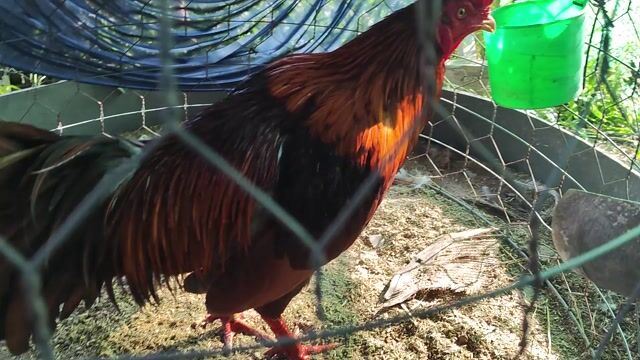 Gà chọi Khét đỏ Đực Gà tơ. Mua bán Gà tại Huyện Tam Bình Vĩnh Long được đăng bởi Đời la thế hình 1