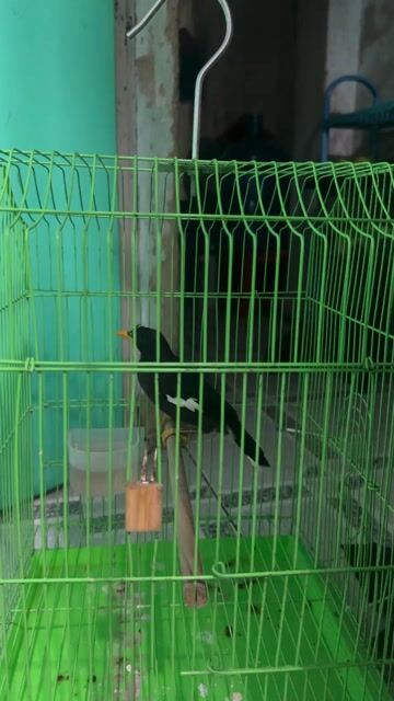 Chim sáo đen non khỏe mạnh. Mua bán Chim tại Quận Bình Tân Tp Hồ Chí Minh được đăng bởi Phan Đức Tín hình 1
