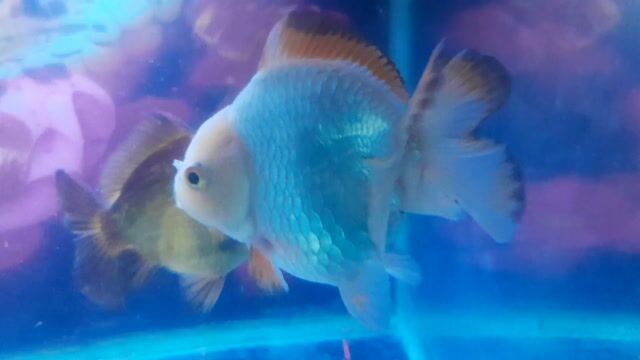 Cá cảnh Oranda Đa màu. Mua bán Thú cưng khác tại Quận Bình Thuỷ Cần Thơ được đăng bởi Bích Vy hình 1