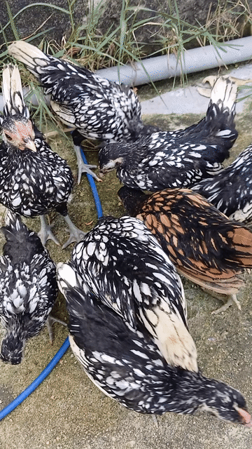 Gà vảy cá Bạc 2 tháng rưỡi. Mua bán Gà tại Huyện Đức Hòa Long An được đăng bởi trantu hình 1