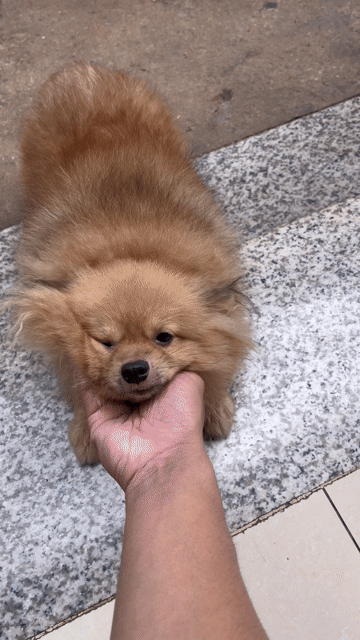 Chó Phốc Sóc Cái Nâu vàng 3 mũi. Mua bán Chó tại Thành phố Thủ Dầu Một Bình Dương được đăng bởi Hạ Quang Trực hình 1