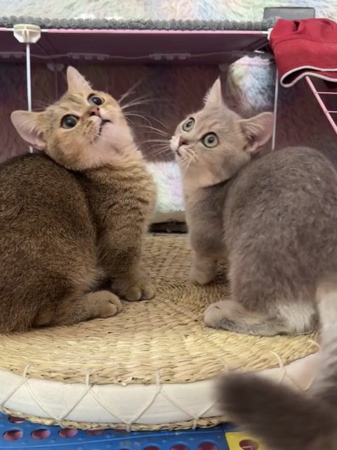 Mèo Blugolden và golden chân ngắn 4 tháng. Mua bán Mèo tại Thành phố Thủ Đức Tp Hồ Chí Minh được đăng bởi Nguyễn Quốc Việt hình 1