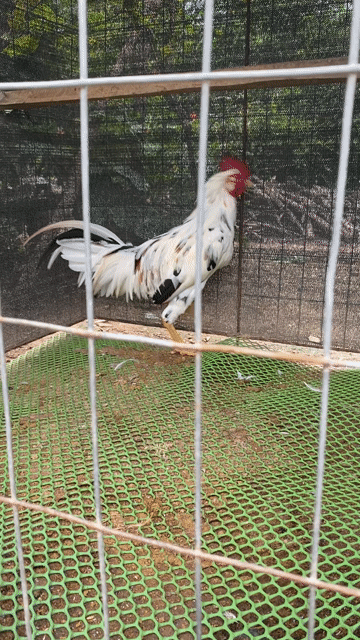 ga bướm tơ tam 6 tháng cán sạch đẹp. Mua bán Gà tại Huyện Gò Công Tây Tiền Giang được đăng bởi Lê công phước hình 1