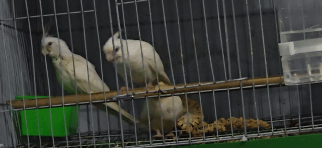 Còn 1 cặp Cockatiel Trắng lỗi nhẹ. Mua bán Chim tại Thành phố Thủ Đức Tp Hồ Chí Minh được đăng bởi Mỹ Mỹ hình 1