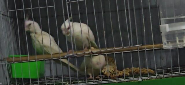 Còn 1 cặp Cockatiel Trắng lỗi nhẹ. Mua bán Chim tại Thành phố Thủ Đức Tp Hồ Chí Minh được đăng bởi Mỹ Mỹ hình 1