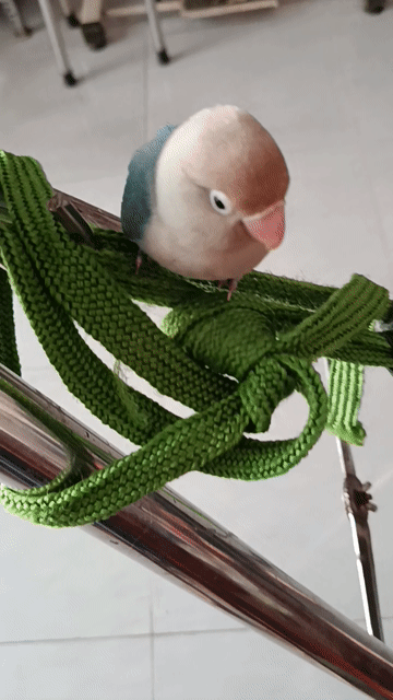 Vẹt Lovebird Xanh Nâu Trắng. Mua bán Chim tại Quận 12 Tp Hồ Chí Minh được đăng bởi Trâm Nguyên Hoang hình 1