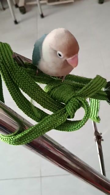 Vẹt Lovebird Xanh Nâu Trắng. Mua bán Chim tại Quận 12 Tp Hồ Chí Minh được đăng bởi Trâm Nguyên Hoang hình 1