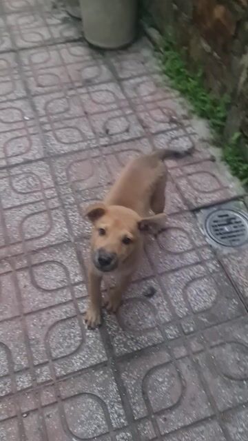 Chó cỏ lông vàng 3 tháng đã tiêm. Mua bán Chó tại Thành phố Thủ Dầu Một Bình Dương được đăng bởi Nguyen guyên hình 1