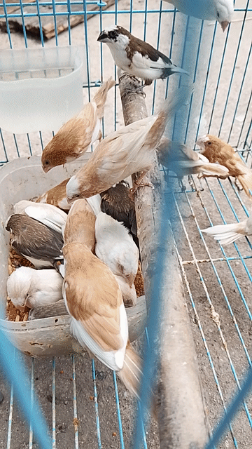 Bầy Sắc Nhật trưởng thành màu sáng đẹp. Mua bán Chim tại Huyện Hóc Môn Tp Hồ Chí Minh được đăng bởi Ngọc hình 1