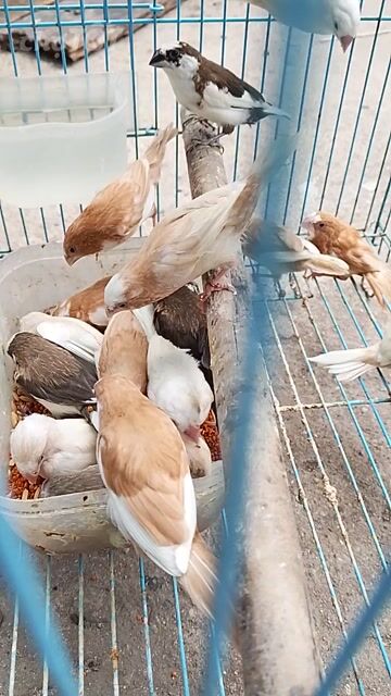 Bầy Sắc Nhật trưởng thành màu sáng đẹp. Mua bán Chim tại Huyện Hóc Môn Tp Hồ Chí Minh được đăng bởi Ngọc hình 1