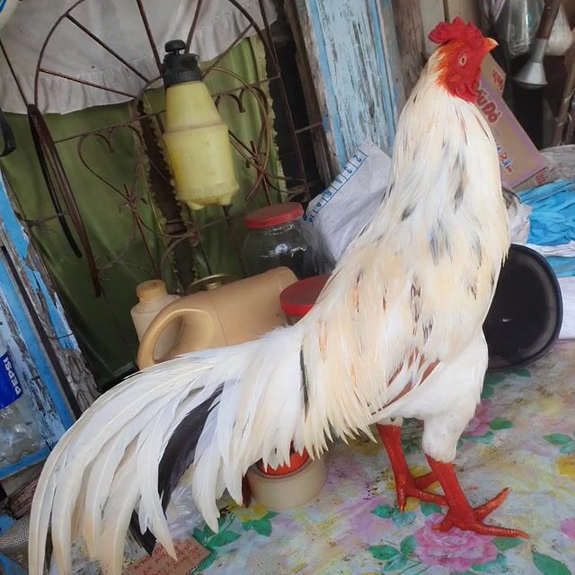 Gà Vàng cam. Mua bán Gà tại Huyện Bình Tân Vĩnh Long được đăng bởi hoccccccccc hình 1