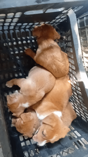Chó con phốc lai Nâu vàng đã tiêm. Mua bán Chó tại Quận Bắc Từ Liêm Hà Nội được đăng bởi sơn rabbit hình 1