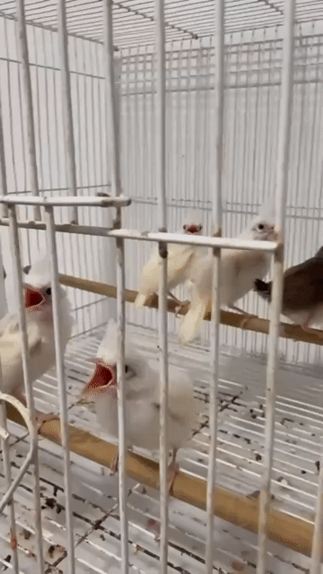 Chim non Đa màu. Mua bán Chim tại Huyện Thăng Bình Quảng Nam được đăng bởi Ngọc Đặng hình 1