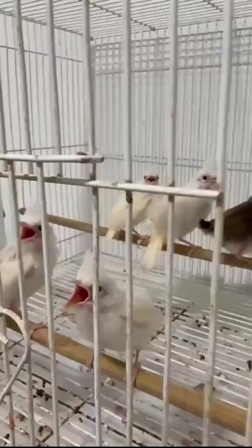 Chim non Đa màu. Mua bán Chim tại Huyện Thăng Bình Quảng Nam được đăng bởi Ngọc Đặng hình 1