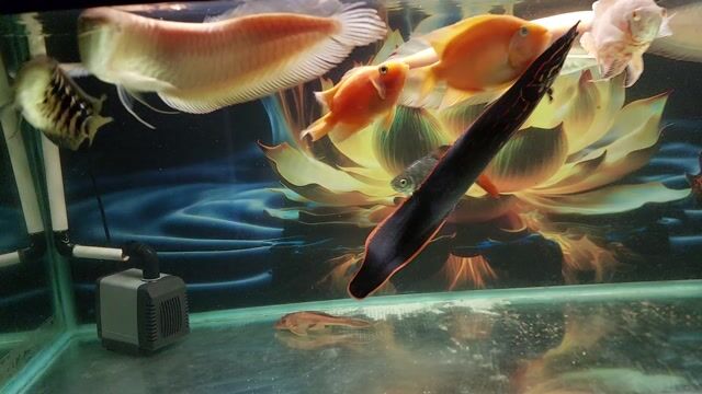 Cá tai tượng, hồng két, kim ngân kim sơn. Mua bán Thú cưng khác tại Quận 12 Tp Hồ Chí Minh được đăng bởi HTT hình 1