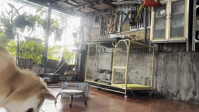 Bán chó tặng lồng tìm nhà mới cho b Akita vàng. Mua bán Chó tại Quận Đống Đa Hà Nội được đăng bởi Vũ Thanh Tùng hình 1