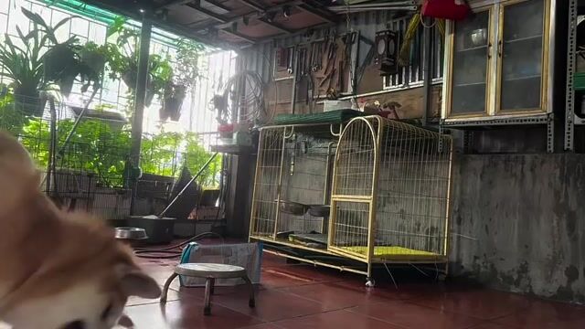 Bán chó tặng lồng tìm nhà mới cho b Akita vàng. Mua bán Chó tại Quận Đống Đa Hà Nội được đăng bởi Vũ Thanh Tùng hình 1