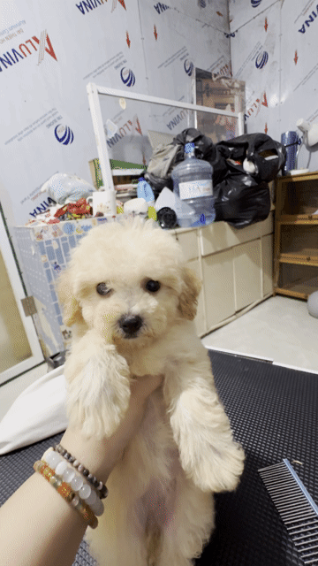 Chó Poodle nhà nuôi. Mua bán Chó tại Quận 12 Tp Hồ Chí Minh được đăng bởi Hy hình 1