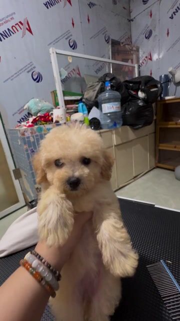 Chó Poodle nhà nuôi. Mua bán Chó tại Quận 12 Tp Hồ Chí Minh được đăng bởi Hy hình 1