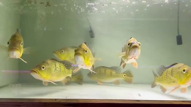 Hoàng bảoyến Kellbery_short_semi short_23cm ngấn u. Mua bán Thú cưng khác tại Quận Bình Tân Tp Hồ Chí Minh được đăng bởi Nam Long Farm hình 1