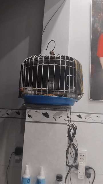 Chim bồ câu Việt Đực Gáy gù cả ngày. Mua bán Chim tại Thành phố Biên Hòa Đồng Nai được đăng bởi Linh LƯU VĂN hình 1