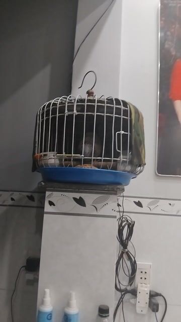 Chim bồ câu Việt Đực Gáy gù cả ngày. Mua bán Chim tại Thành phố Biên Hòa Đồng Nai được đăng bởi Linh LƯU VĂN hình 1