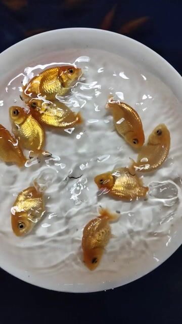 Cá Ranchu Đỏ trắng Tini. Mua bán Thú cưng khác tại Huyện Hóc Môn Tp Hồ Chí Minh được đăng bởi Phong hình 1