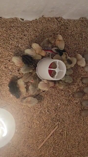 Gà rutin siêu nhỏ nuôi làm cảnh, lấy trứng. Mua bán Chim tại Quận Ngô Quyền Hải Phòng được đăng bởi Vhp hình 1