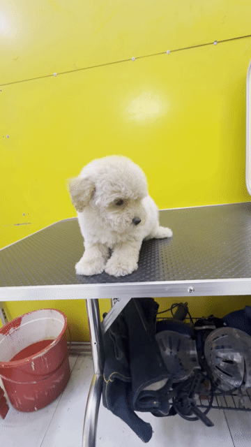 Chó Poodle tiny toy đực. Mua bán Chó tại Thành phố Thuận An Bình Dương được đăng bởi Cường HT hình 1