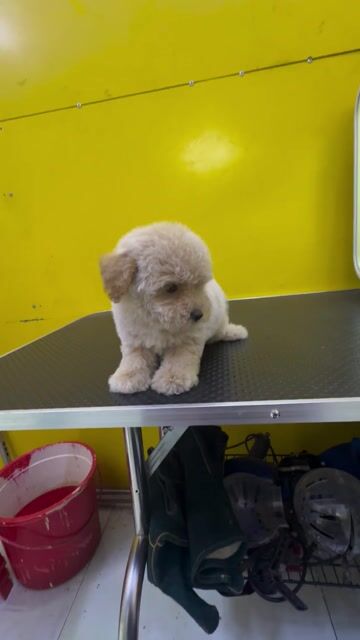 Chó Poodle tiny toy đực. Mua bán Chó tại Thành phố Thuận An Bình Dương được đăng bởi Cường HT hình 1