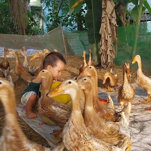 Vịt Nâu trắng đang độ tuổi sinh sản. Mua bán Thú cưng khác tại Huyện Vũng Liêm Vĩnh Long được đăng bởi Thanh hùng hình 1