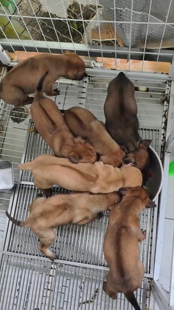 Chó Phú quốc vàng. Mua bán Chó tại Quận 10 Tp Hồ Chí Minh được đăng bởi Penta Store hình 1